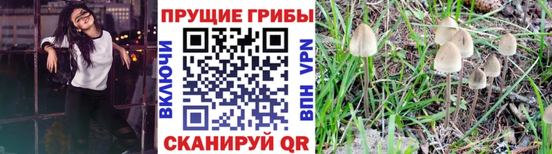 Купить  Зима  Галлюциногенные грибы Psilocybine cubensis 